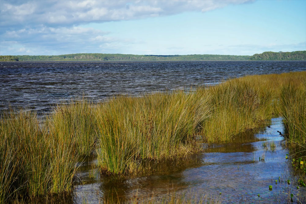 Lake Wollumboola with wetland vegetation= NSW South Coast