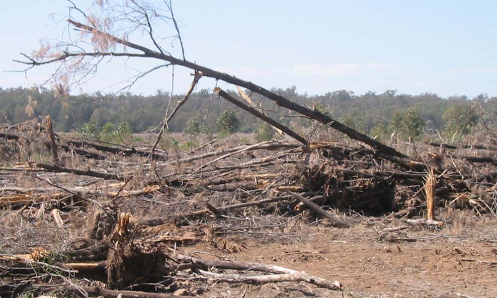 Landclearing next to Boondandilla State Forest in Queensland