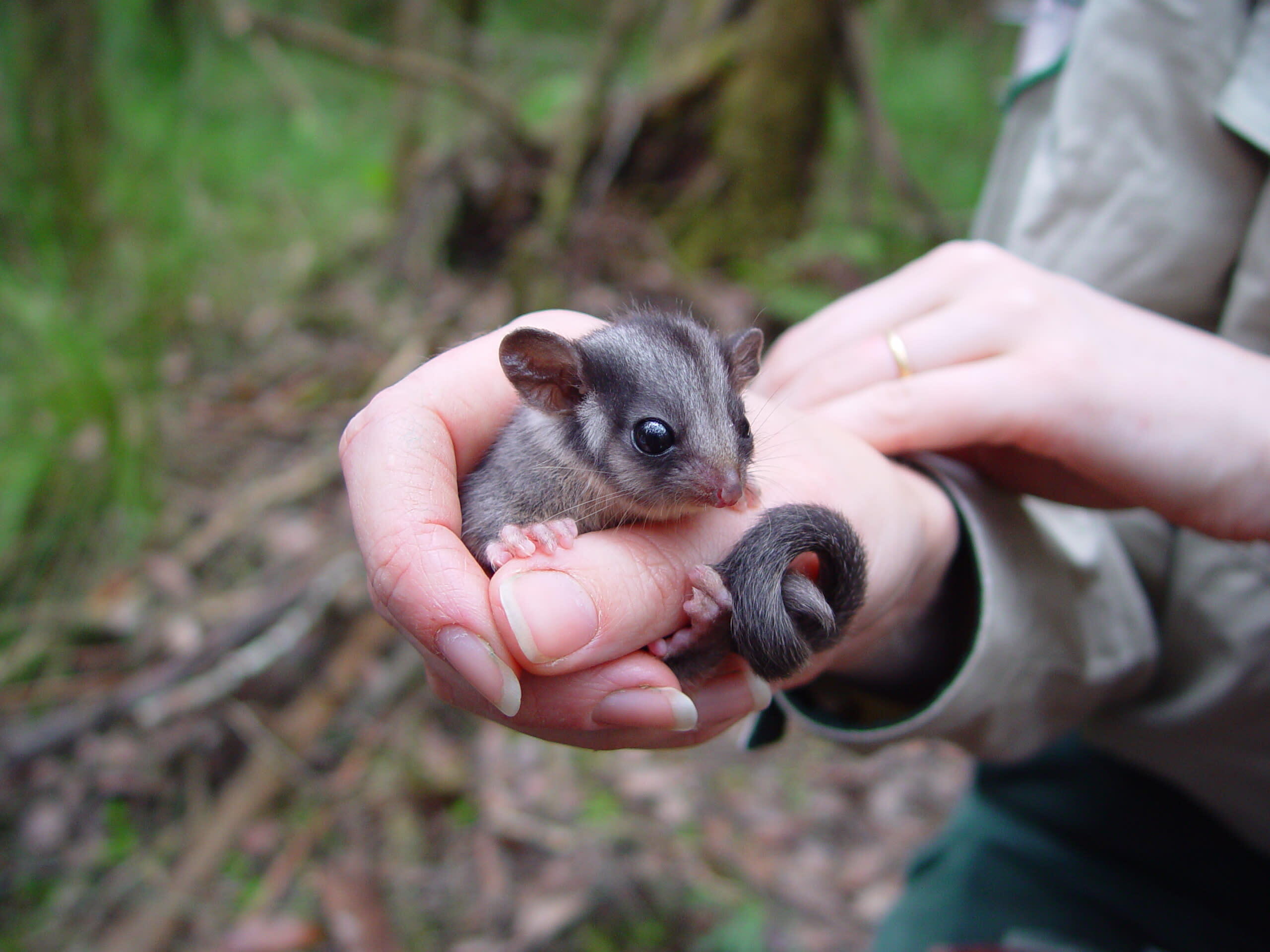img-leadbeaters-possum