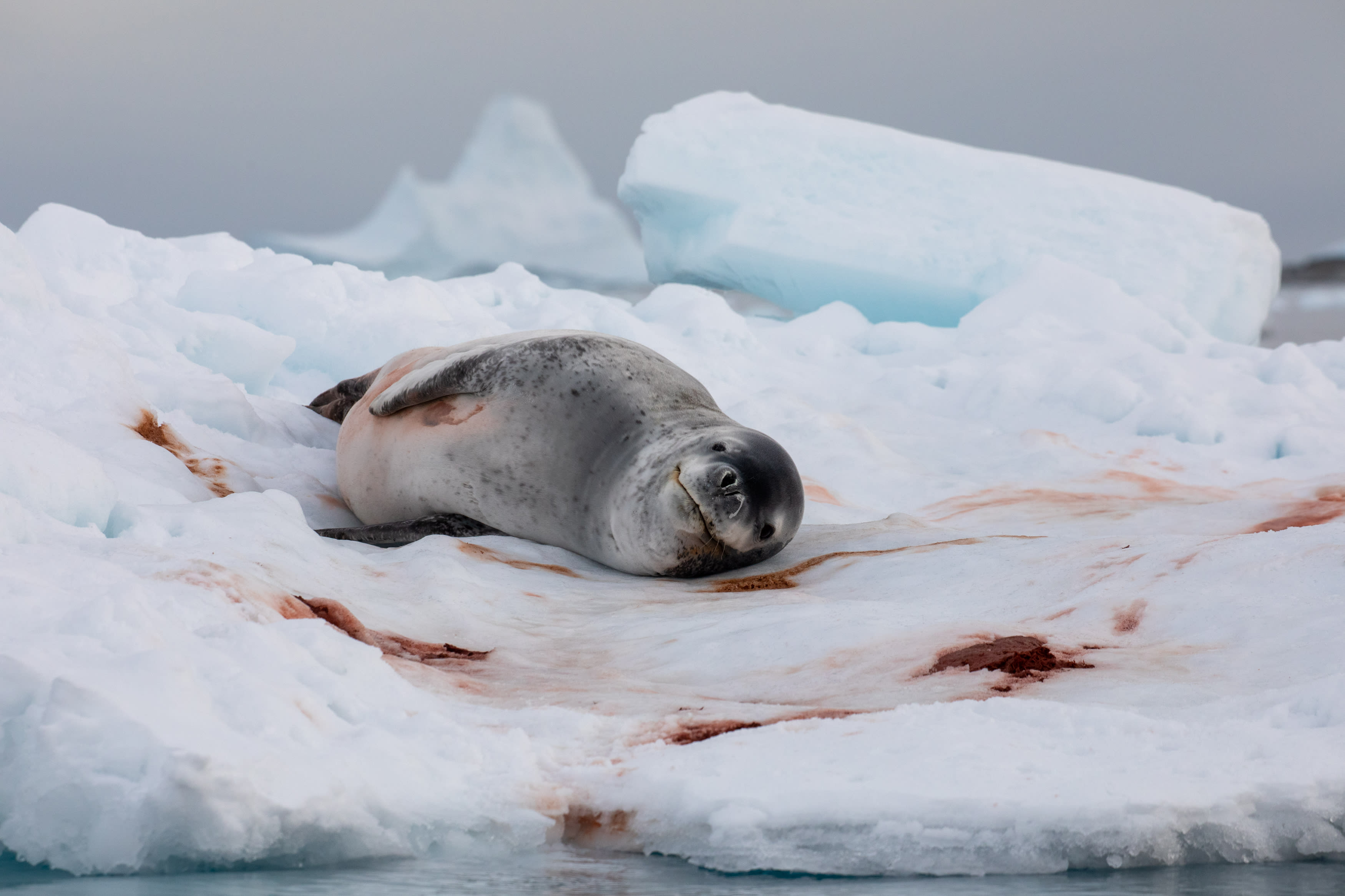 A leopard seal lays on ice and looks towards the camera. It if light grey with dark grey spots. Surrounding it on the ice are patches of pinkish-red faeces.