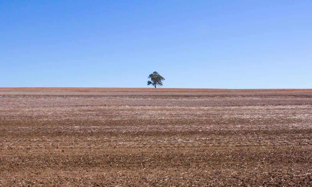 Lone tree on hill above fallow wheatfield, north of Wariada, New South Wales