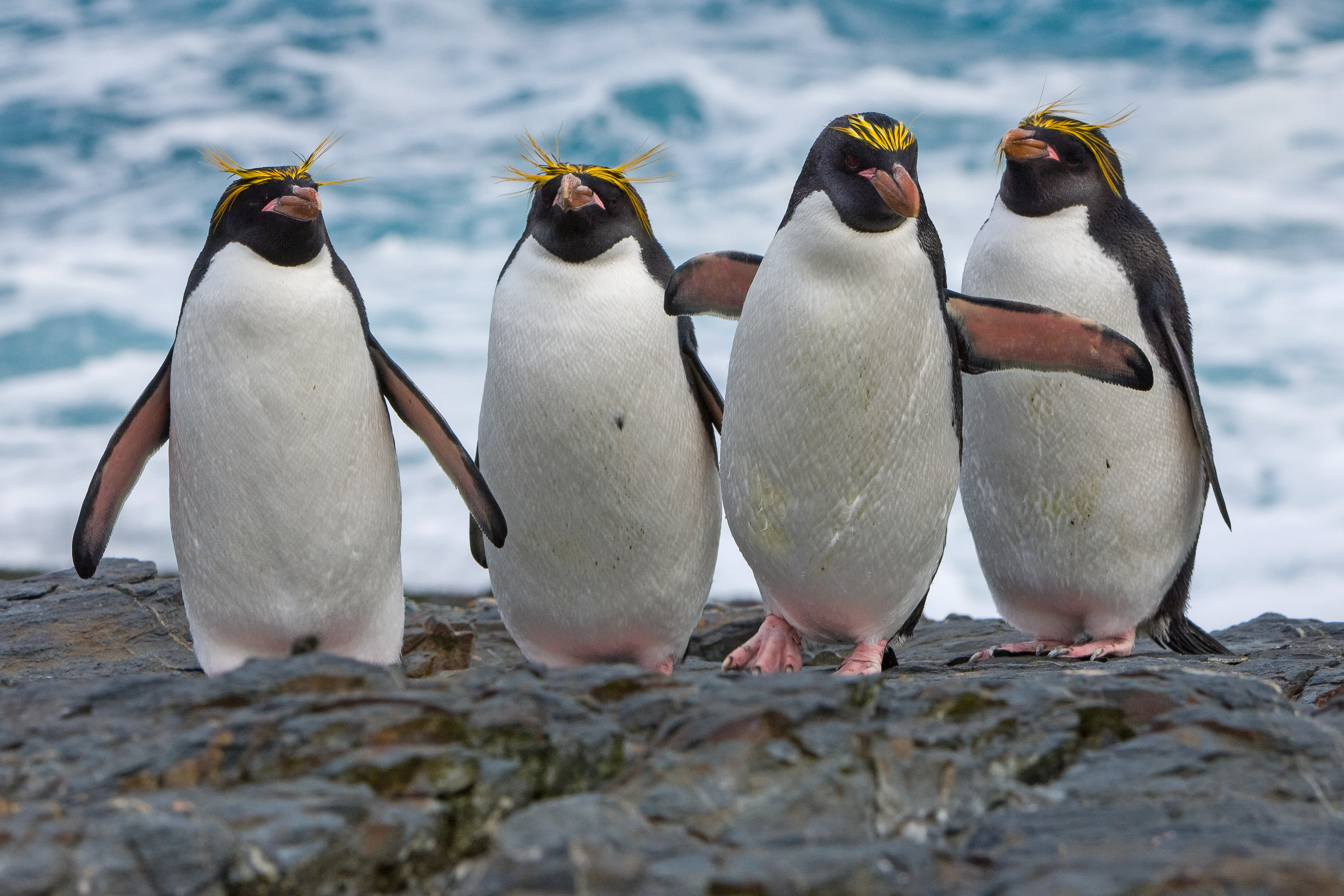 img-macaroni-penguins