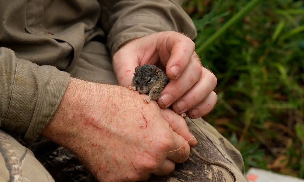 Male silver-headed antechinus found in Bulburin National Park, Queensland
