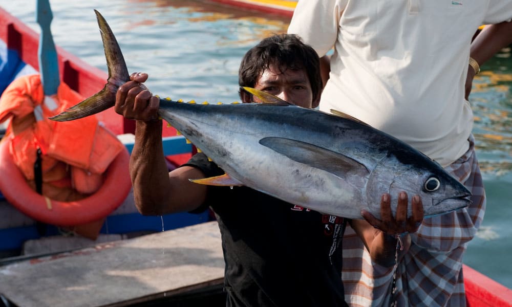 A man holds a freshly caught skipjack tuna
