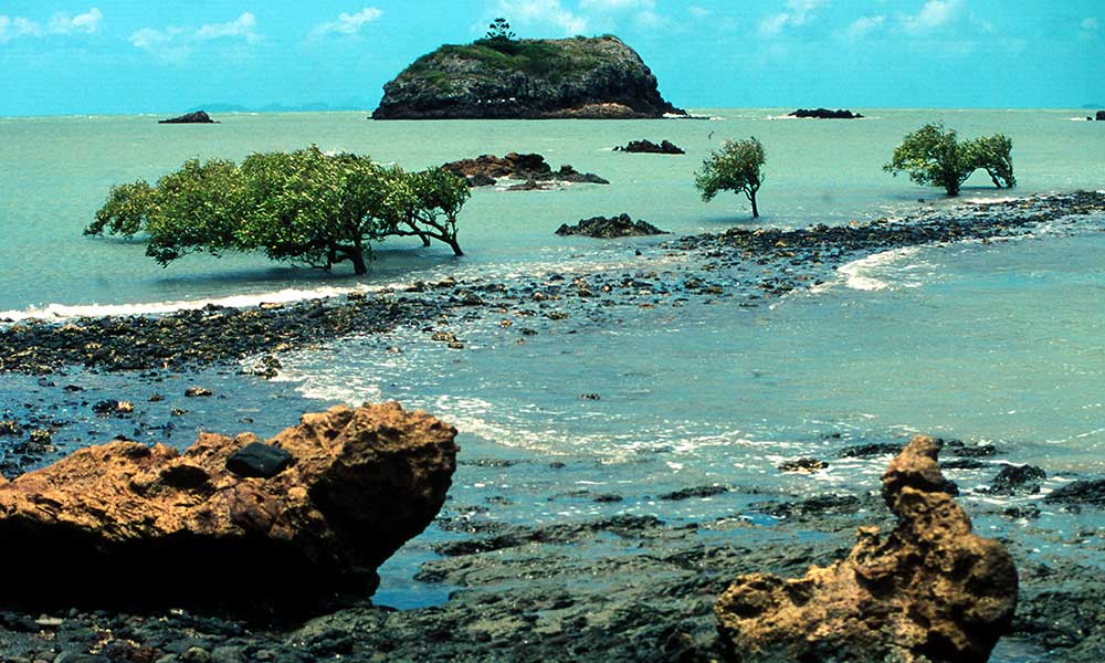 Mangroves in ocean creek= Cape Hillsborough National Park= surrounding Great Barrier Reef Marine Park