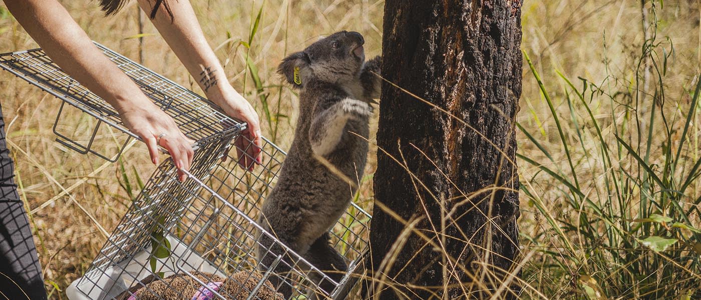 A koala is released from a hutch and starts to climb a tree