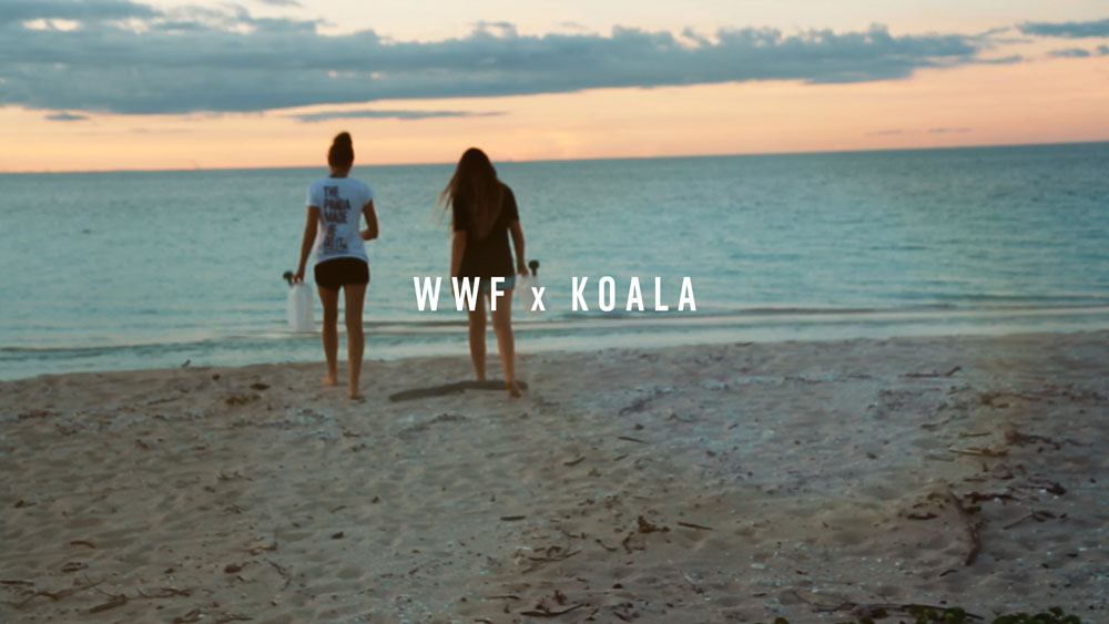 WWF and Koala share exciting news from the coolest turtle project