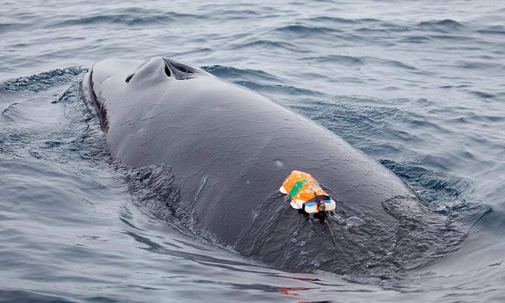 Antarctic minke whale (Balaenoptera bonaerensis) with a 'whale cam', Antarctic Peninsula