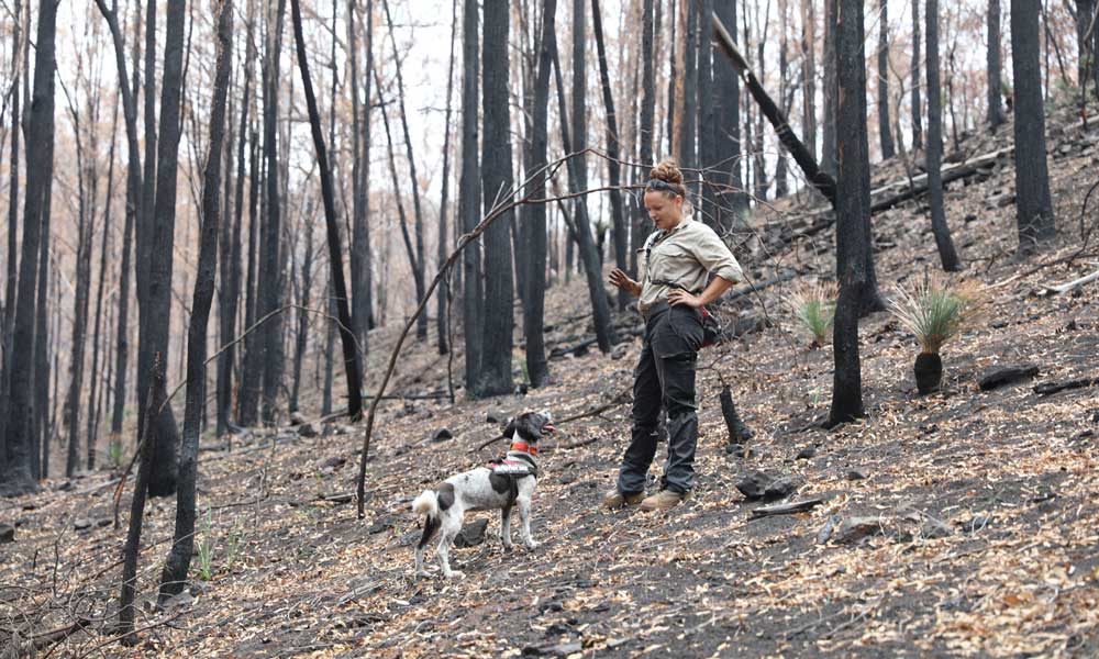 Missy the koala detection dog with Olivia - Director of OWAD Environment