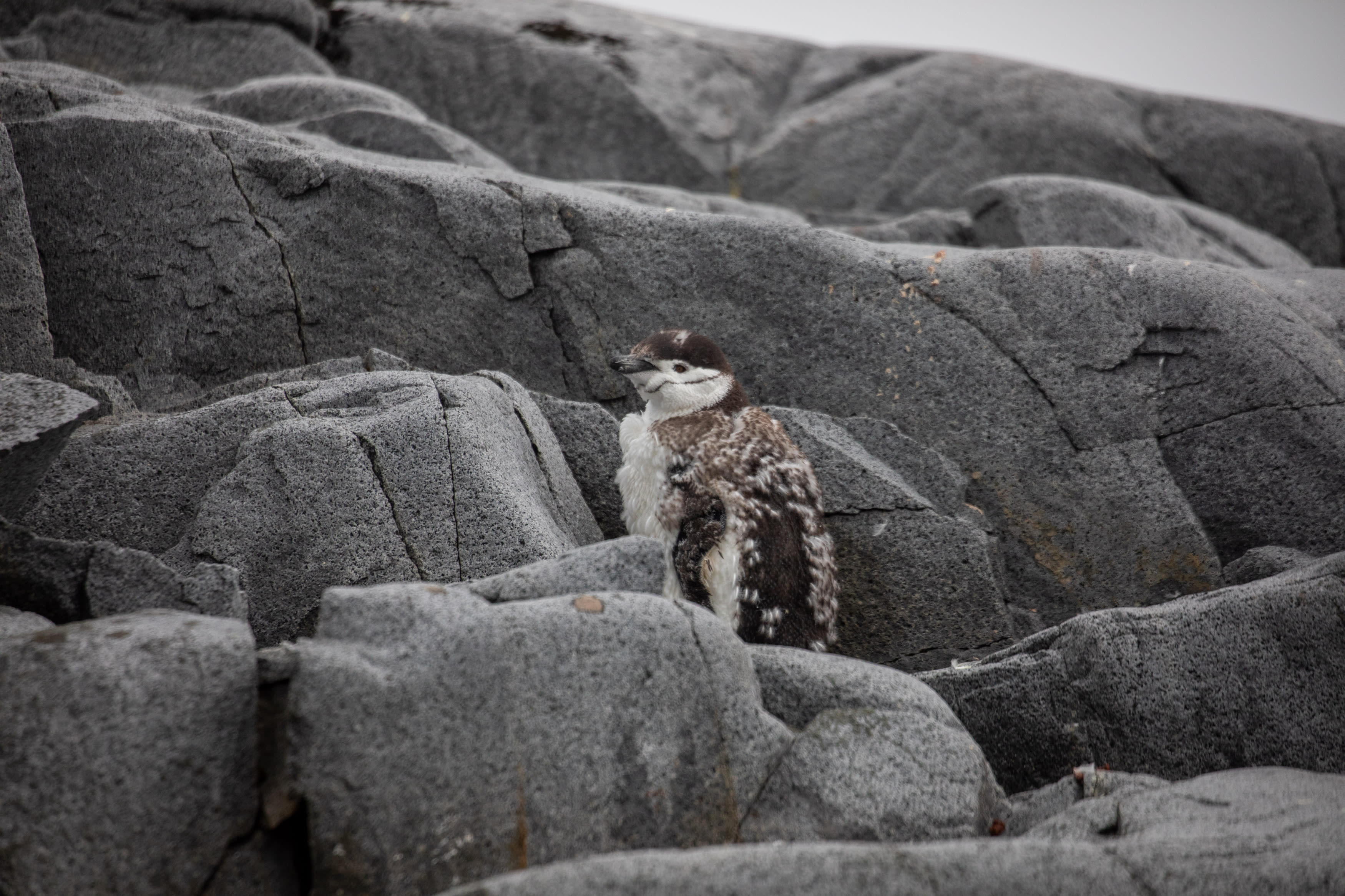 A chinstrap penguin stands among grey rocks. A lot of the penguin's feathers are shedding, which makes it look light brown and fluffy.