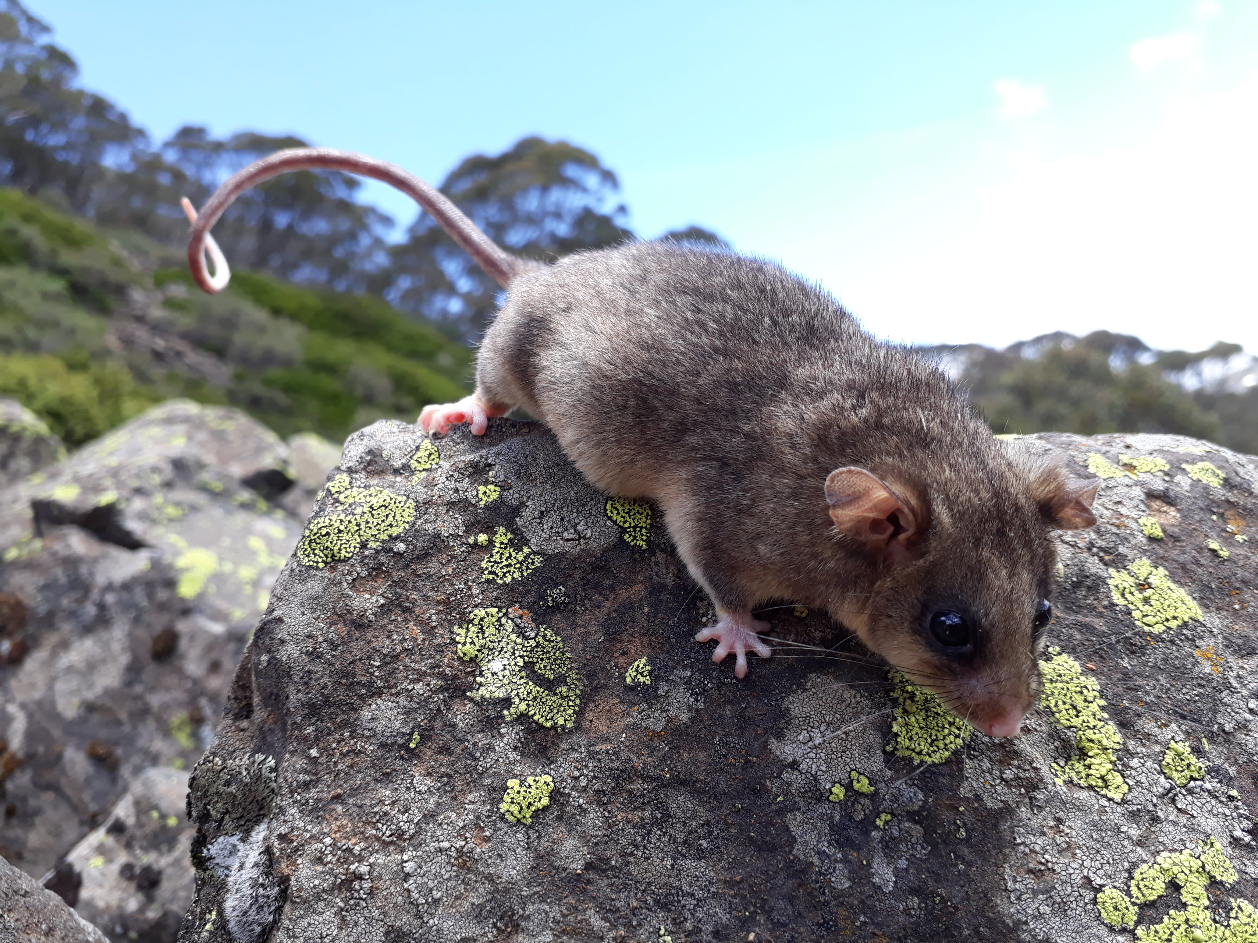 img-mountain-pygmy-possum