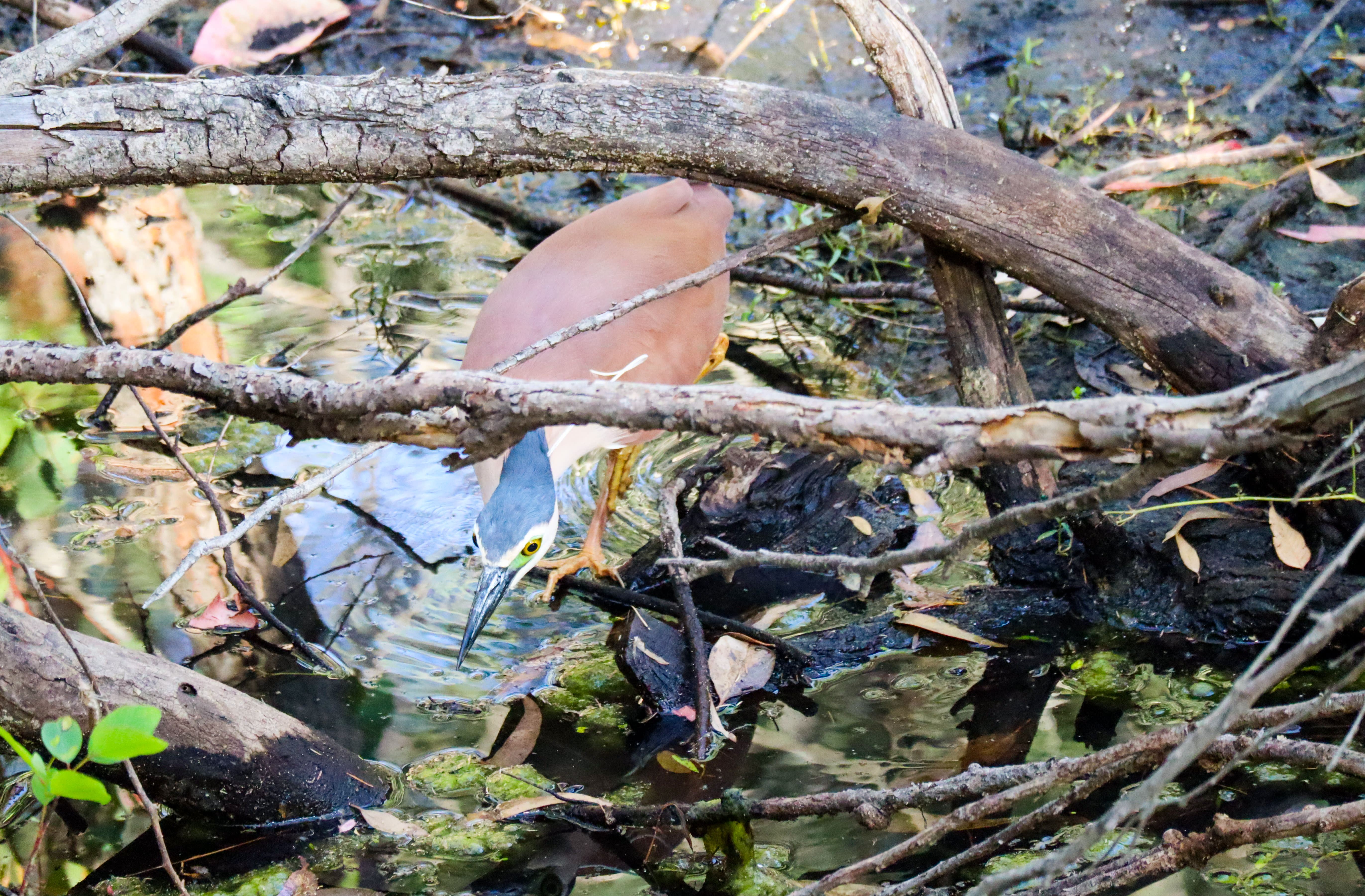 The nankeen night heron (Nycticorax caledonicus) doing its own thing at Lake Gwelup Nature Reserve