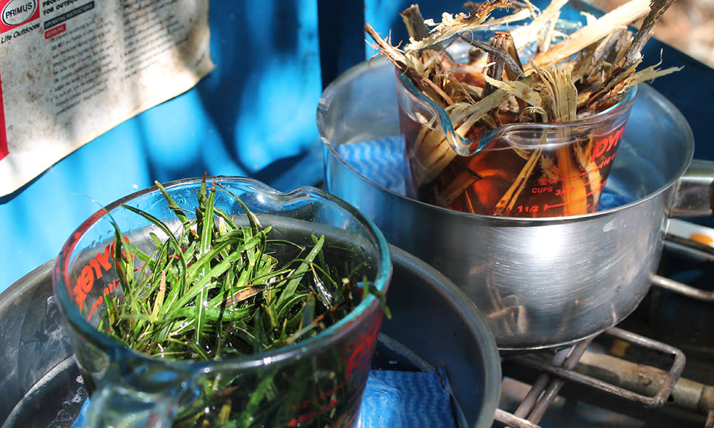 Native plants being transformed into bush products