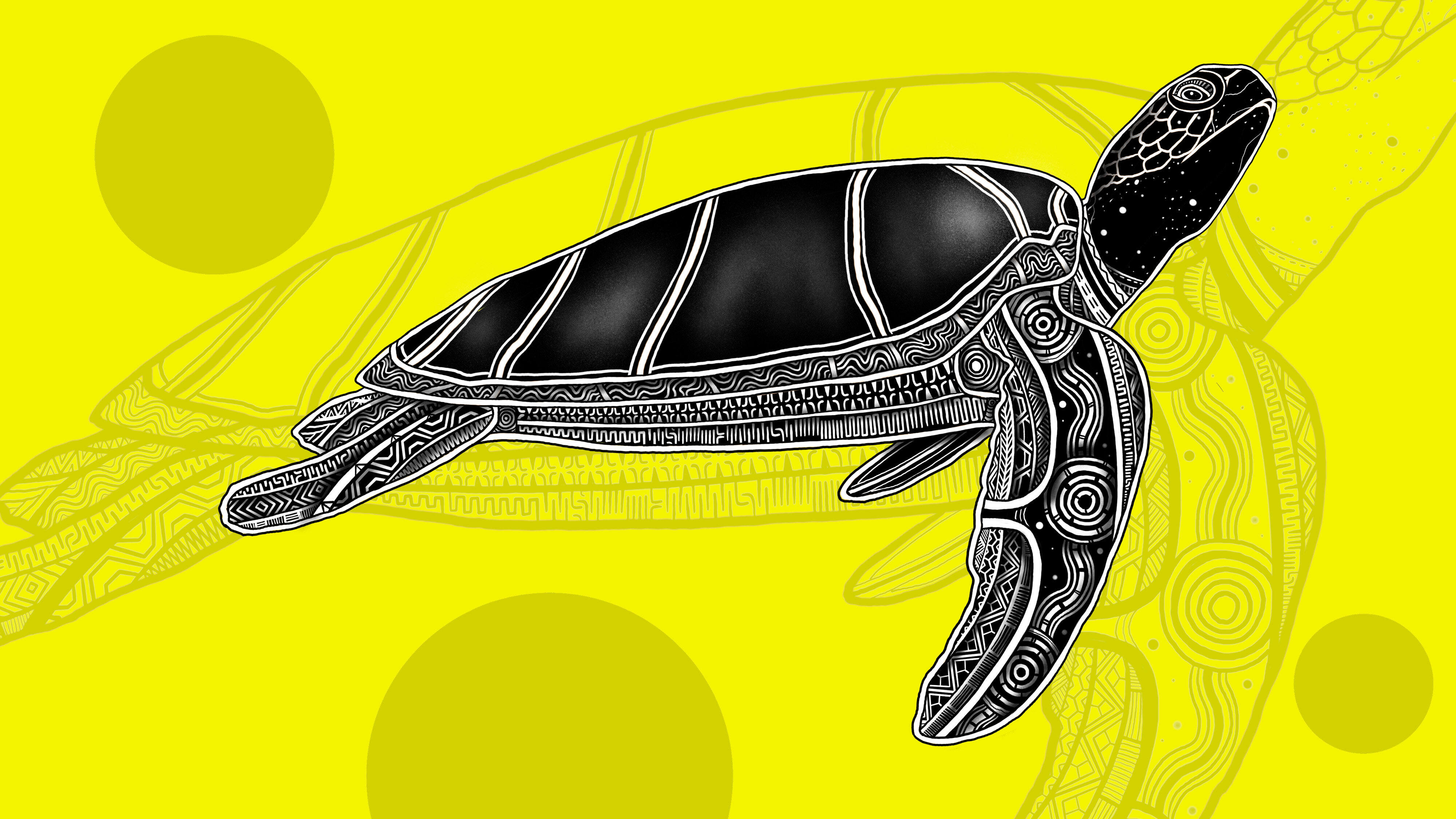 Turtle; Bajigal (Jirrbal); War for one turtle, Waru for two turtles (Zenadth Kes).