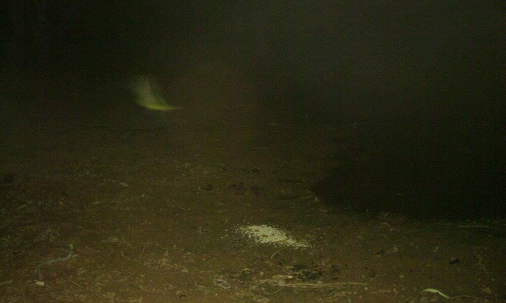 Sensor camera photograph believed to be a night parrot taken on the night of 26 July 2017.  WWF-Australia’s Dr Alexander Watson was supporting the Paruku Rangers during a survey for bilbies and the night parrot in the southern Kimberley
