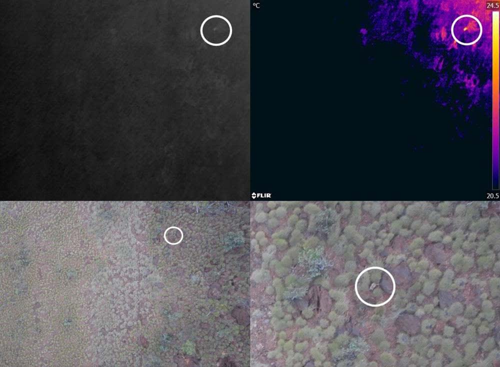 Wiliji (black-footed rock-wallaby, Petrogale lateralis kimberleyensis, circled) spotted on standard, night vision (top left) and thermal drone camera (top right)