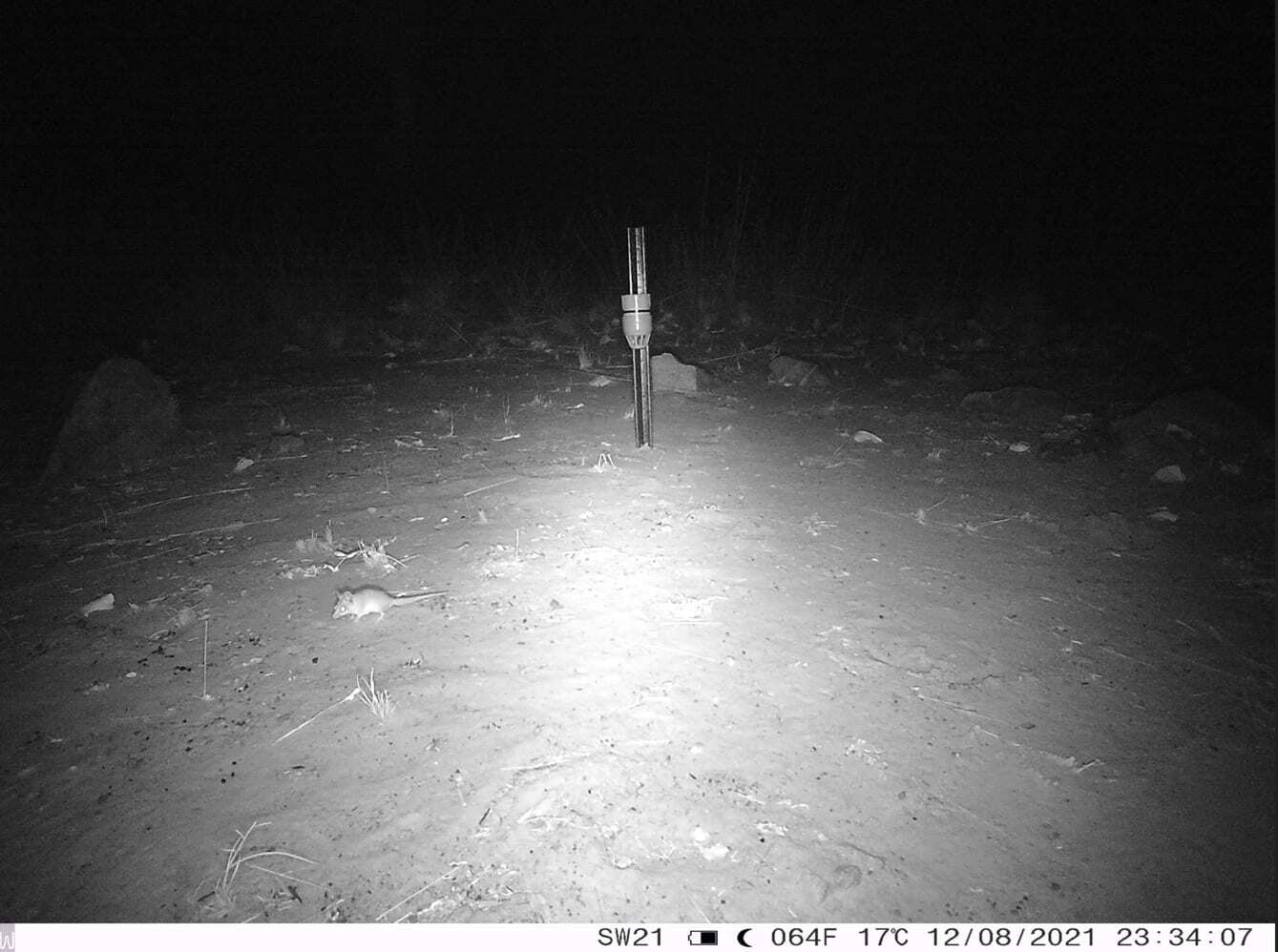 Sensor camera image of a Ningbing false antechinus on Nyaliga Country.