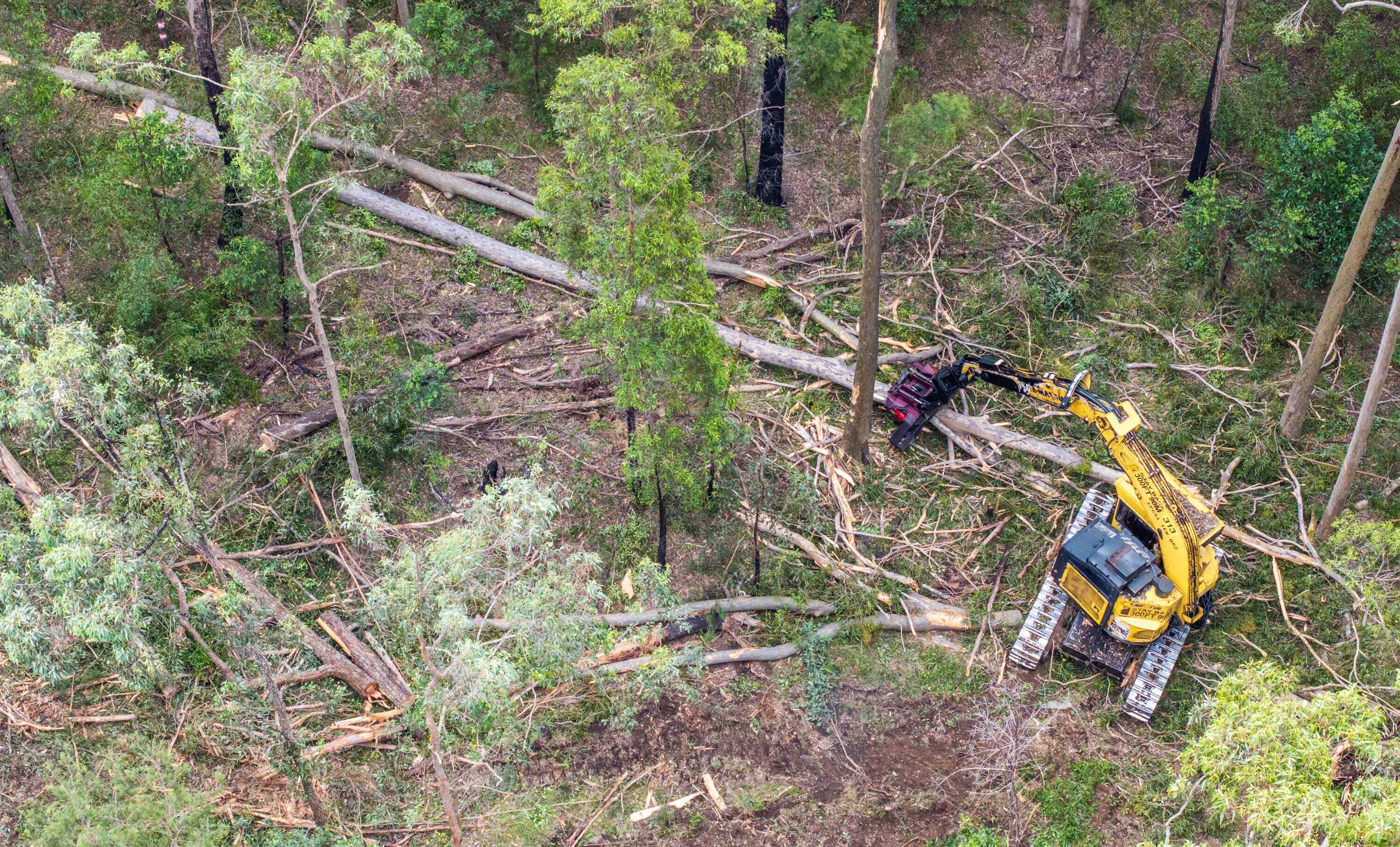 img-nob-state-forest-logging2