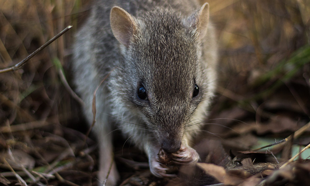 Northern bettong close-up= Queensland