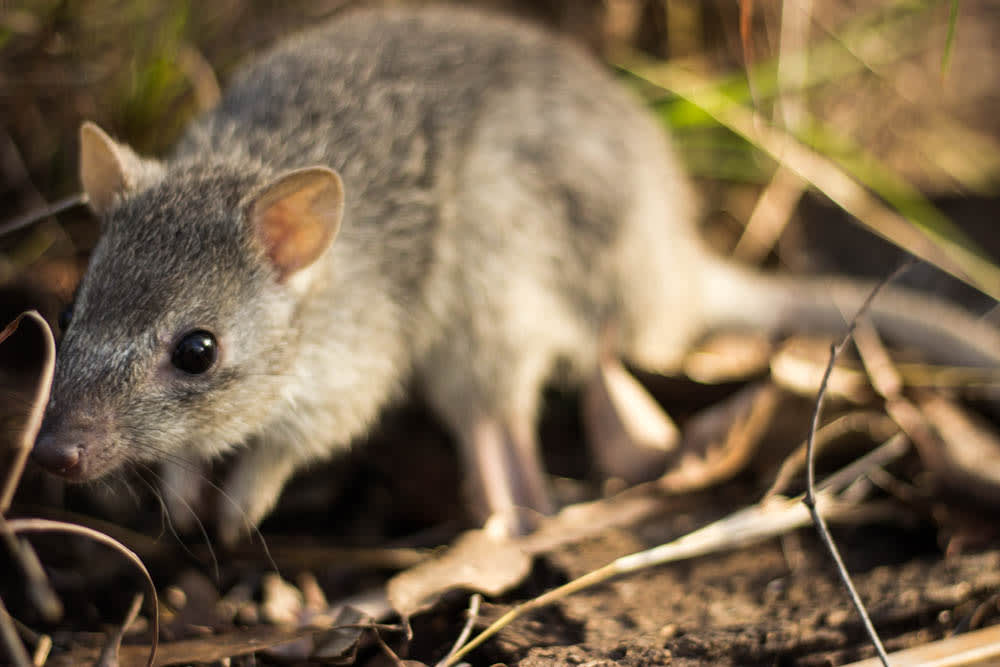 A northern bettong looking at the camera among leaves and grass