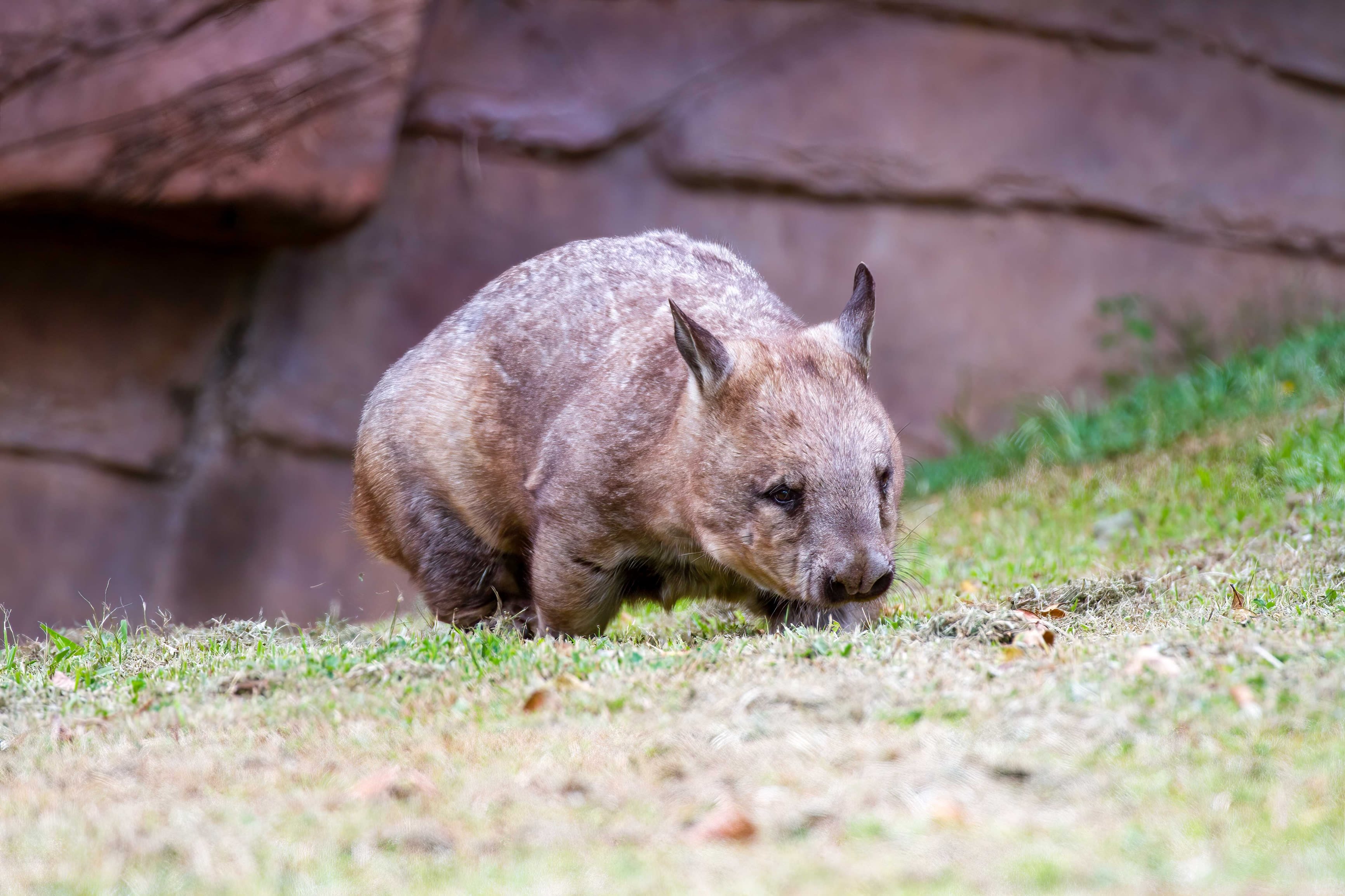 Northern hairy-nosed wombat walking on grass.