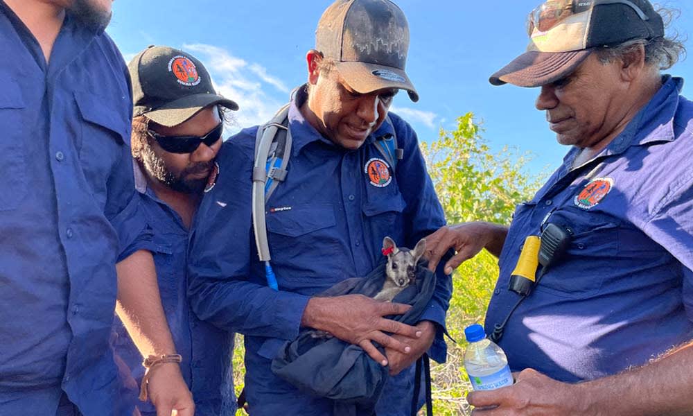 A wiliji cradled in a capture bag by Nyikina Mangala Rangers before release