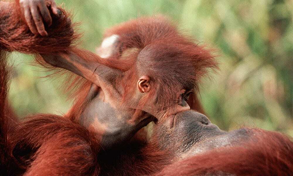 Orangutan (Pongo pygmaeus) baby 'kissing' mother, Borneo