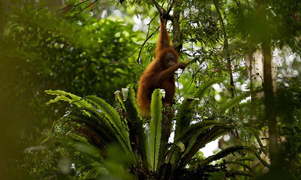 Young adult female Bornean orangutan=  Borneo