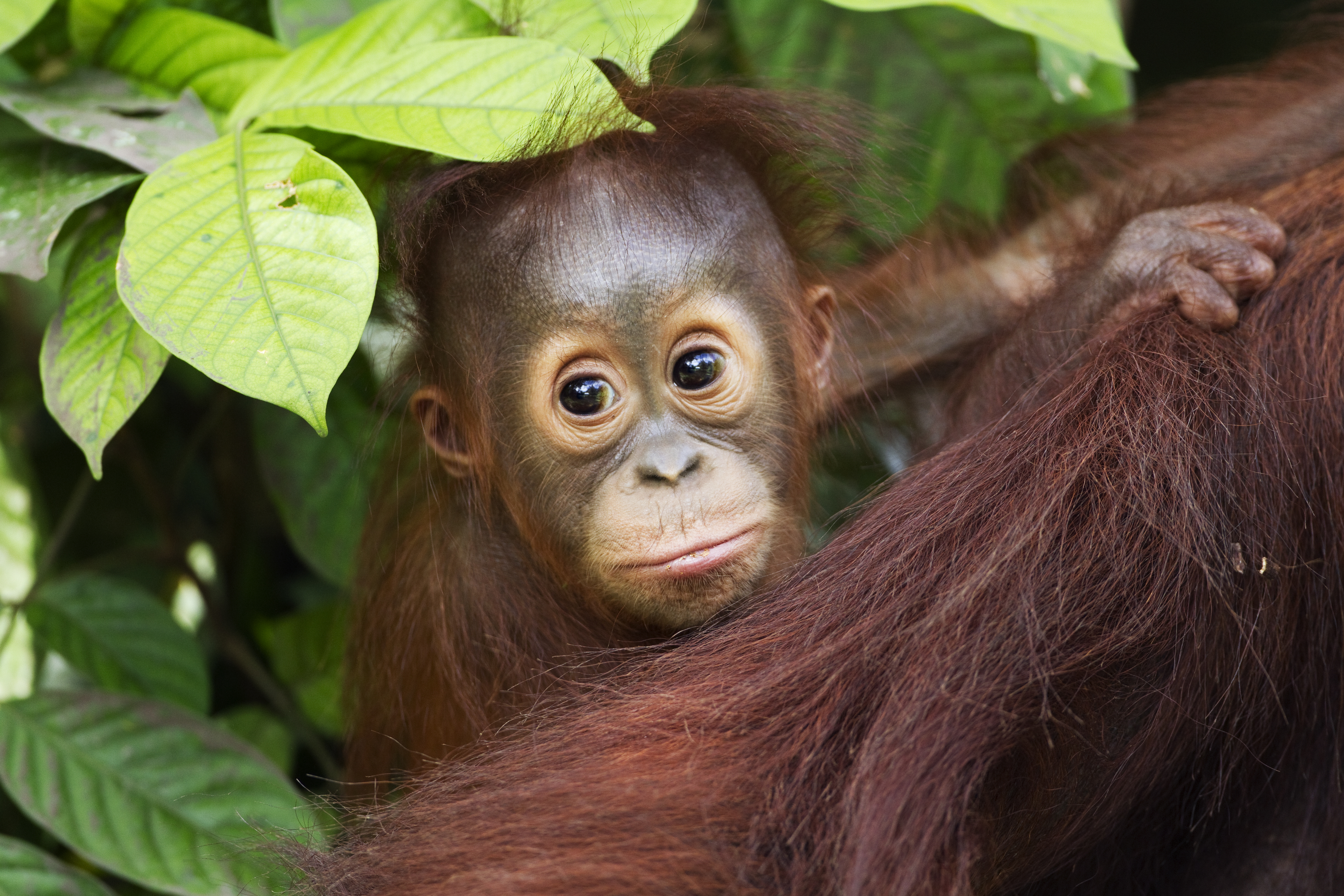 Bornean Orang-utan (Pongo pygmaeus wurmbii) male baby 'Thor' aged 8-9 months peering from behind his mother. Camp Leakey, Tanjung Puting National Park, Central Kalimantan, Borneo, Indonesia, June 2010.