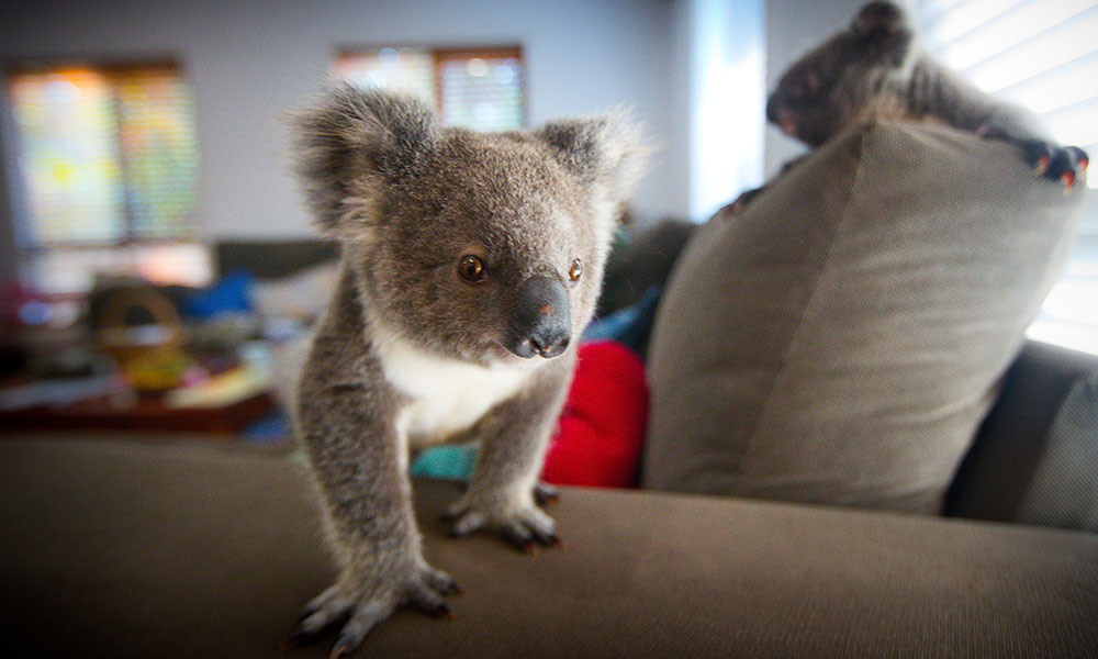 Orphan koala joeys playing= southeast Queensland= 2017