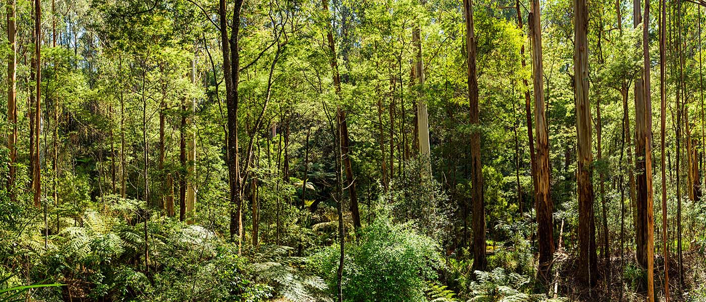 Panoramic view of temperate rainforest