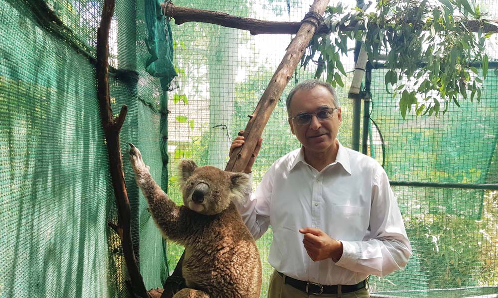 Pavan-koala-1000px