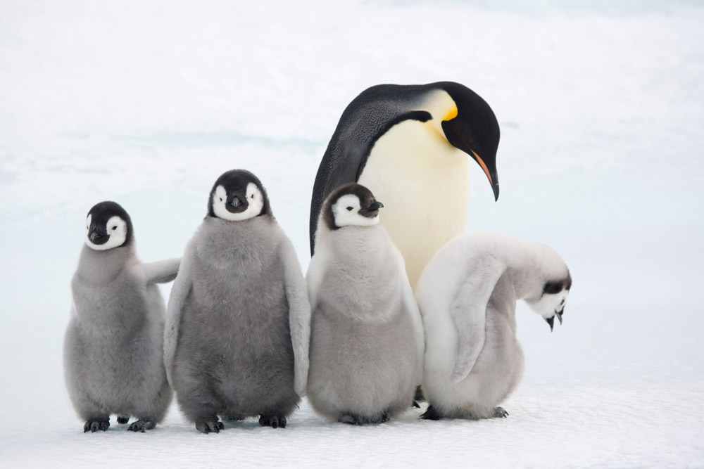 Four Emperor penguin (Aptenodytes forsteri) chicks with an adult at Snow Hill Island colony. Antarctica