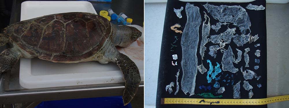 Plastic bag removed from dead turtle
