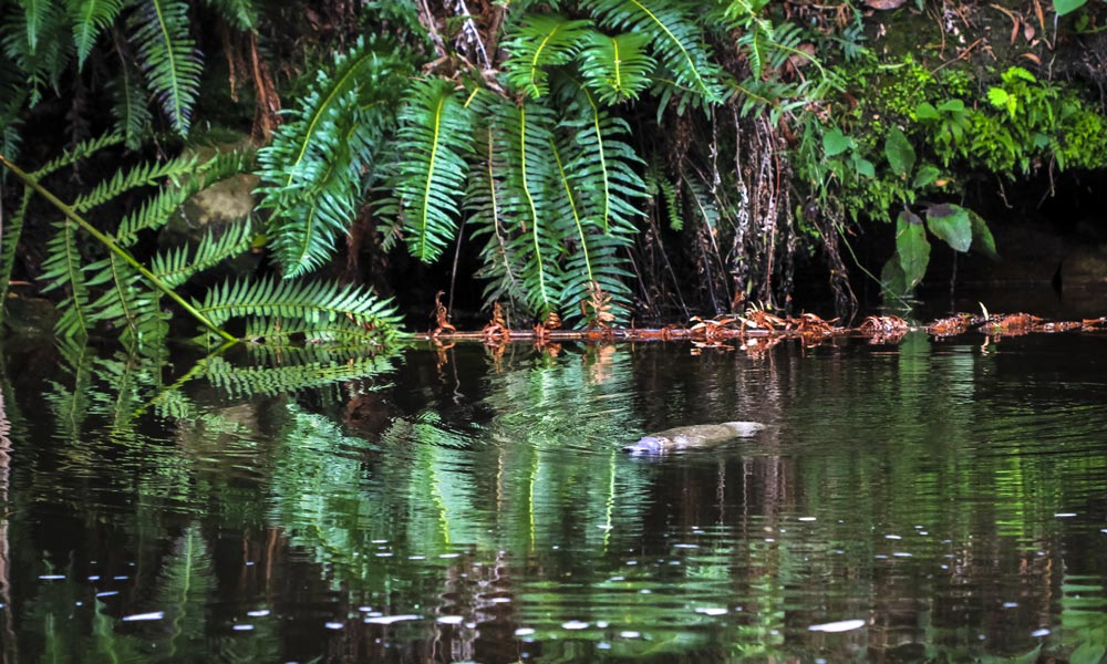A duck-billed platypus (Ornithorhynchus anatinus) swims in a river in northeast Tasmania