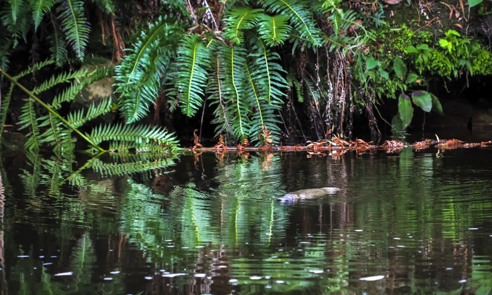 A duck-billed platypus (Ornithorhynchus anatinus) swims in a river in northeast Tasmania
