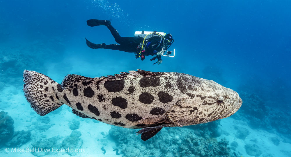 Potato cod (Epinephelus tukula)