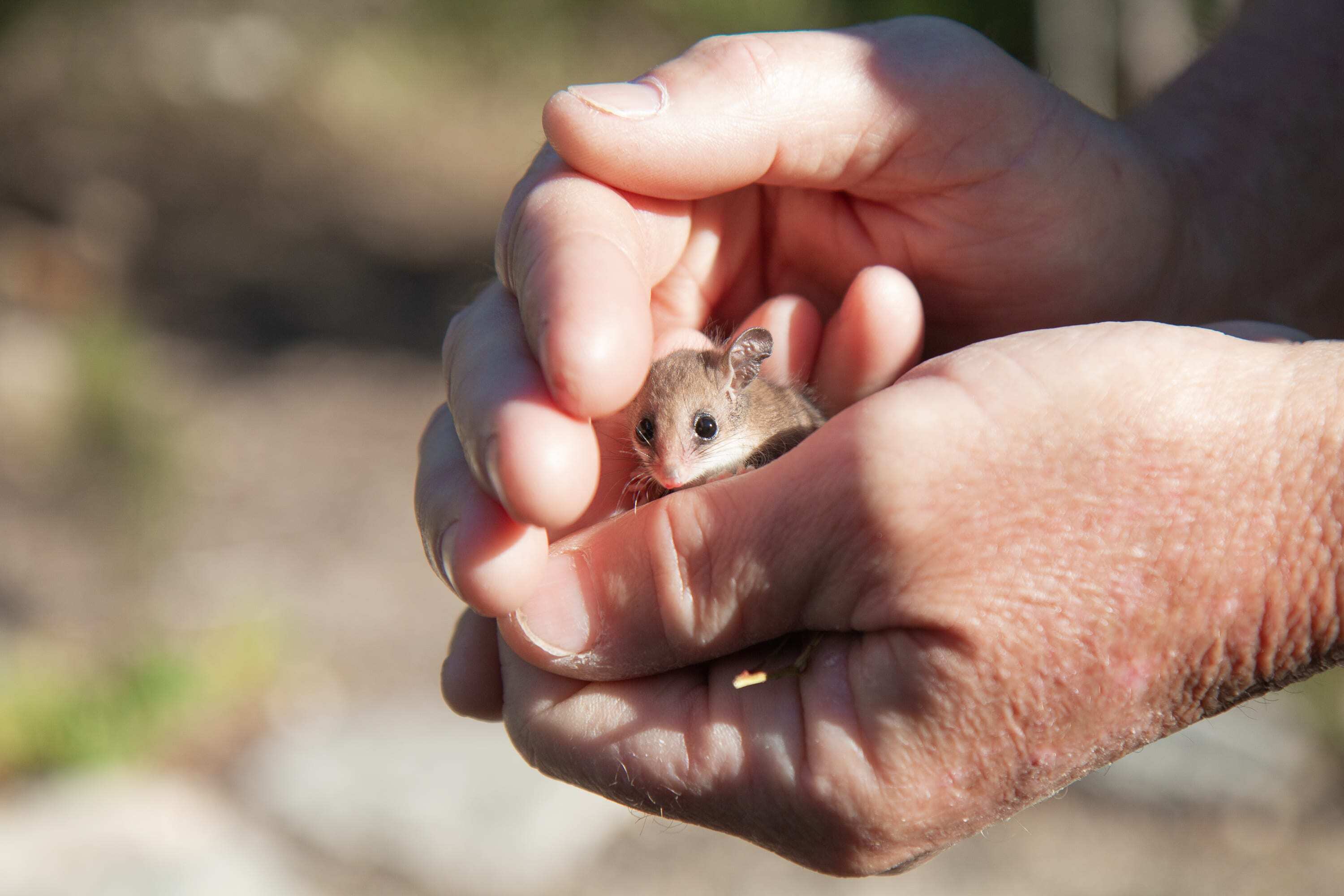 Dhilba Guuranda-Innes National Park Ranger, Mark Davison holds a pygmy-possum on the Yorke Peninsula, South Australia.