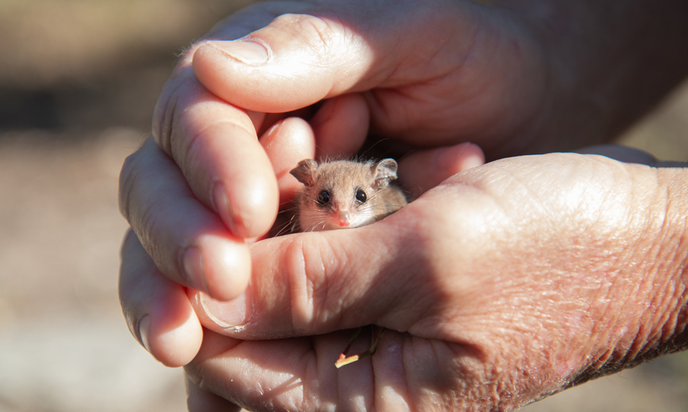 Pygmy possum peeks through hand on Yorke Peninsula