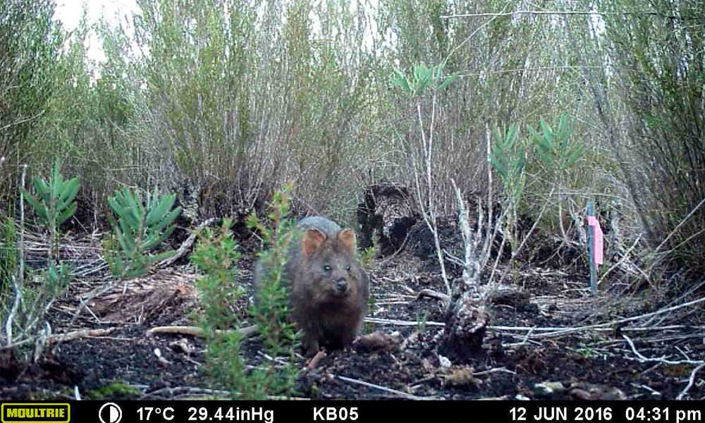 Motion activated sensor cameras capture a quokka living in the bushfire recovery area in the southwest forests of Western Australia= June 2016
