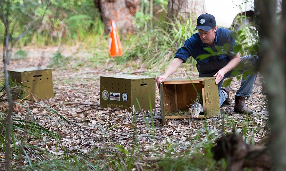 Eastern quoll being released into Booderee National Park