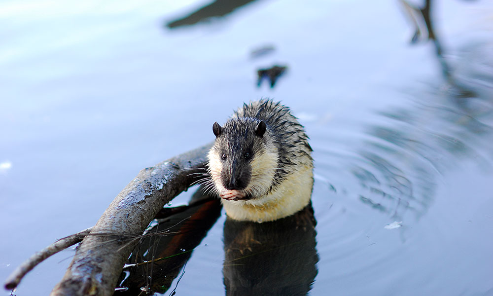 Water rat (rakali) at the edge of Lake Ginninderra= Canberra