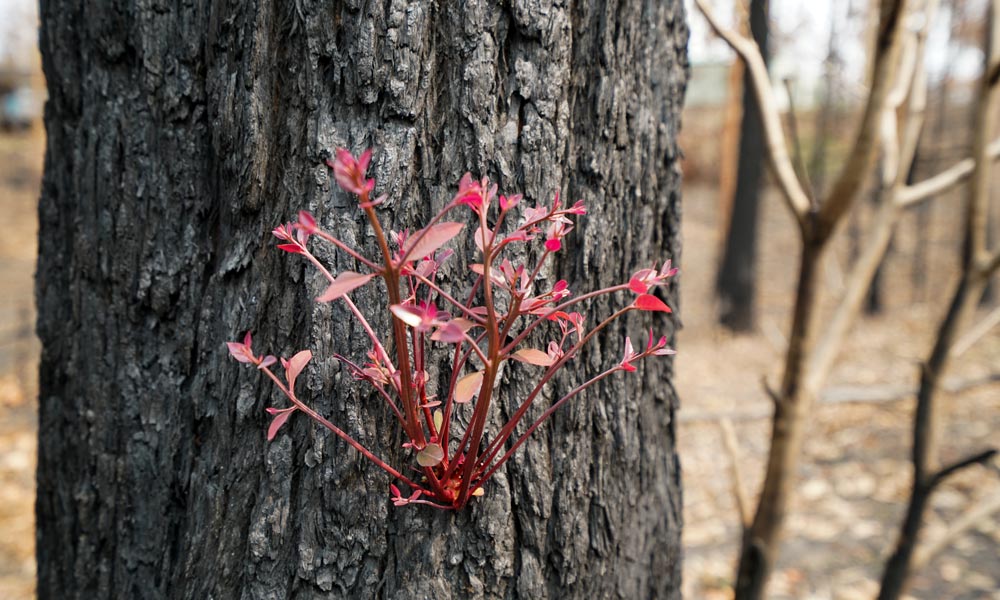 Red regrowth on burnt tree= Batemans Bay