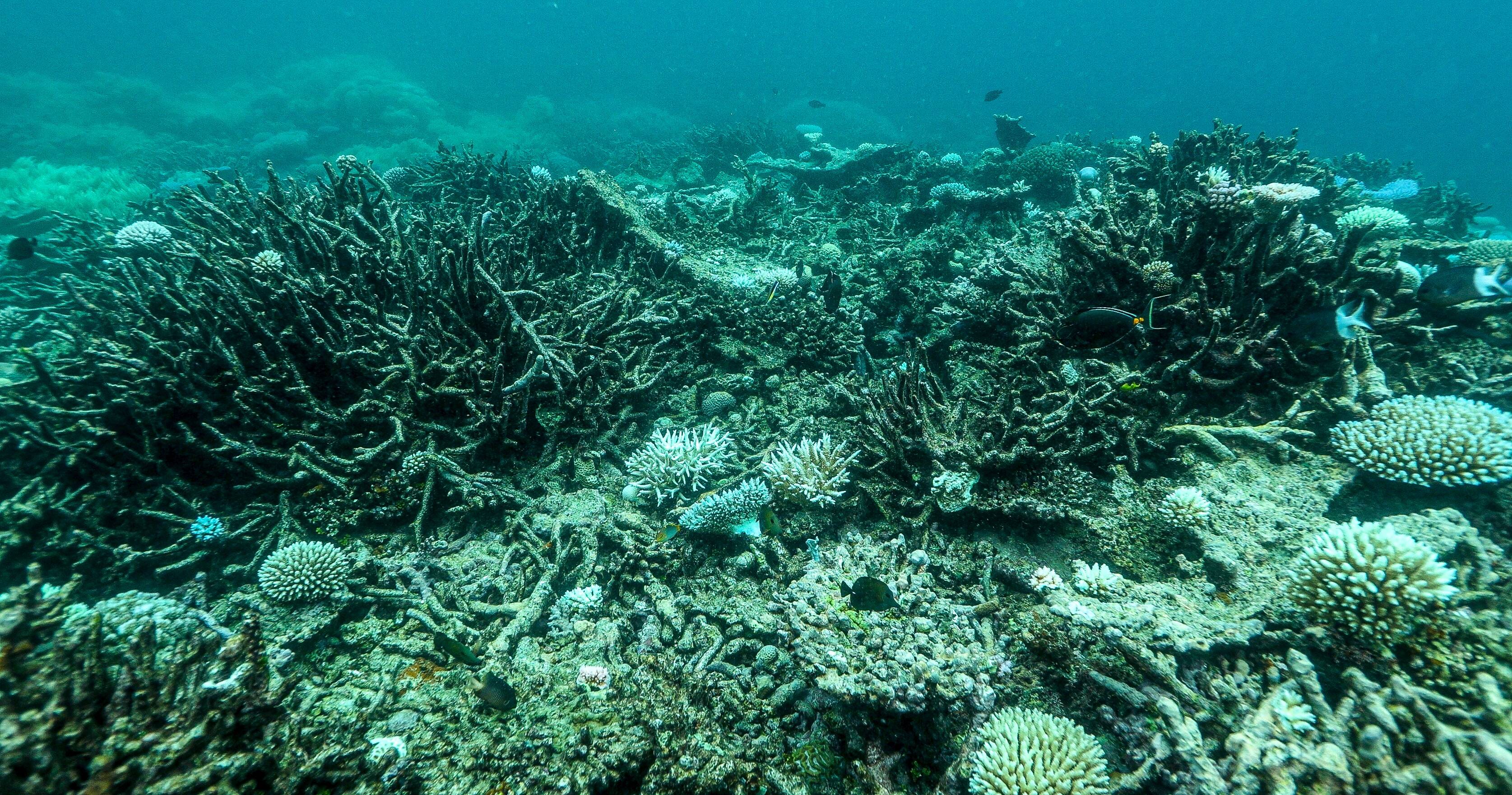 img-reef-dead-coral1