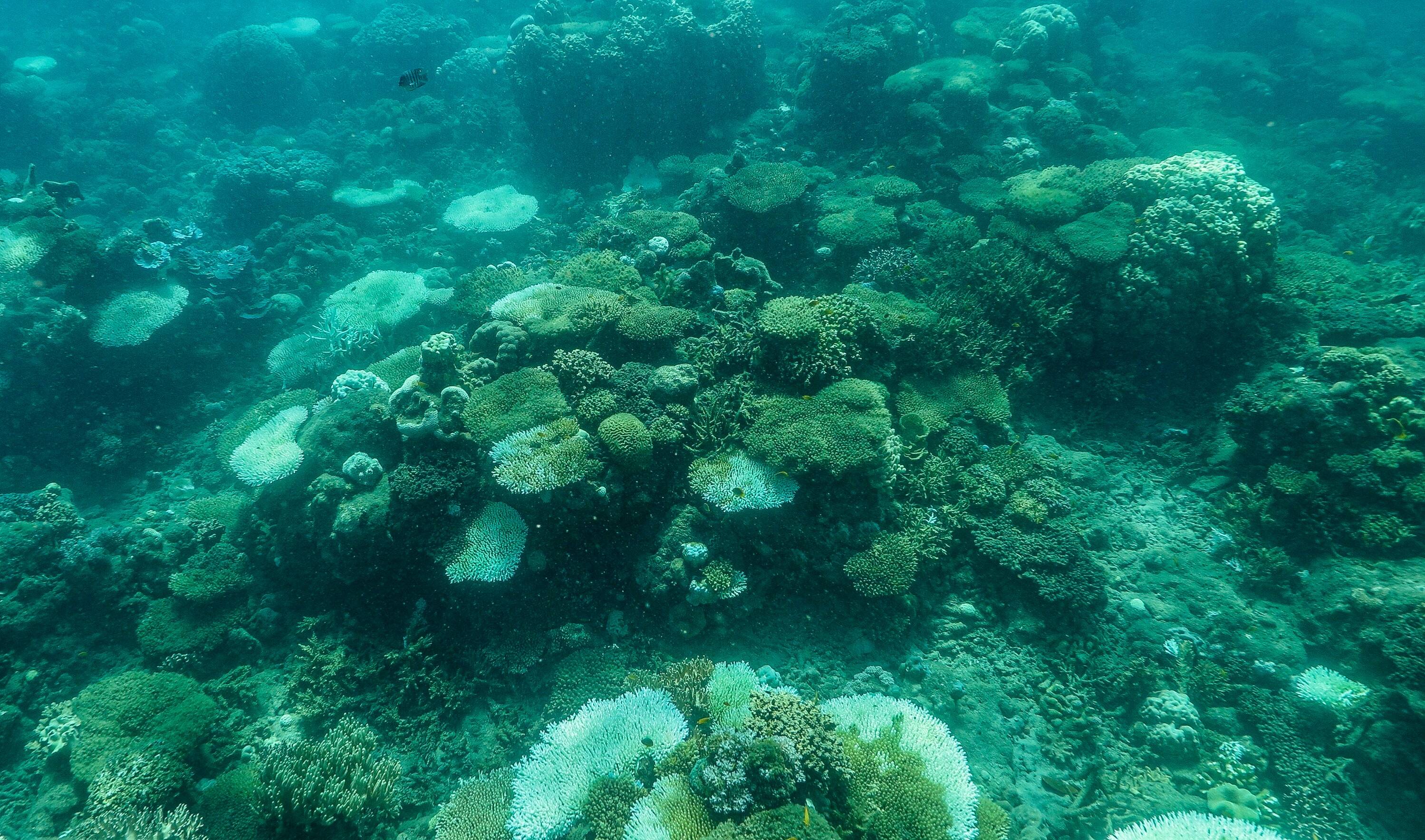 img-reef-dead-coral2