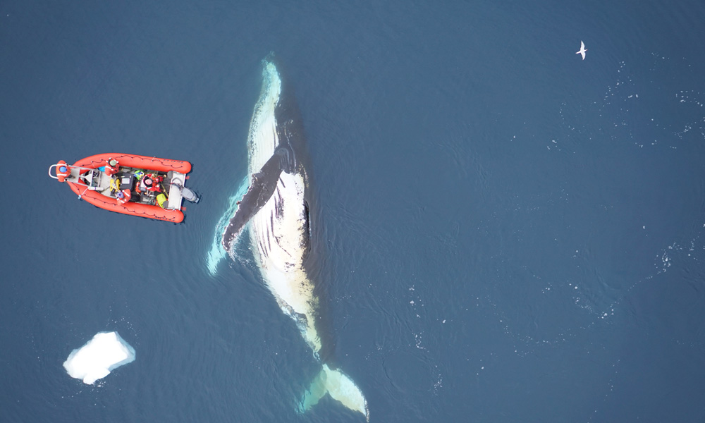 img_research_boat_humpback_whale