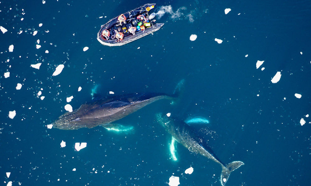Scientists deploying satellites on humpback whales in the Antarctic Peninsula