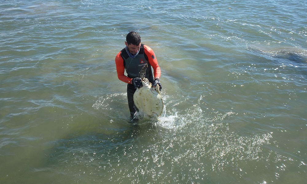 Researcher catching a green turtle during field trip= Upstart Bay= May 2017