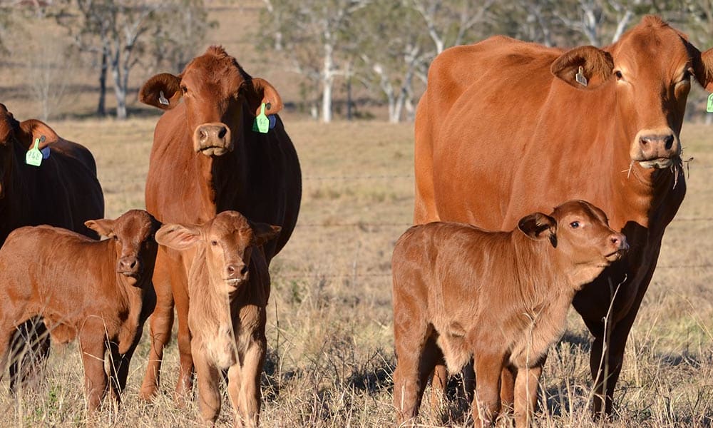 Droughtmaster cows and calves, Mt Brisbane Station, Esk, Southeast Queensland