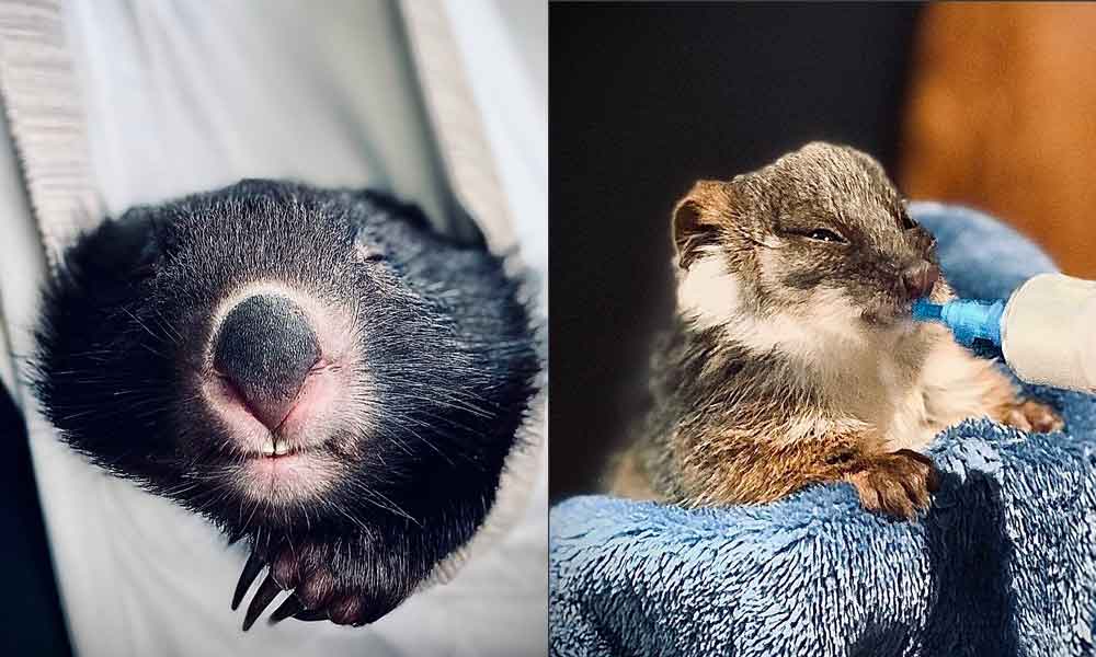 Animals in care with ROWA